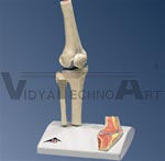 Mini Knee Joint Model with cross section